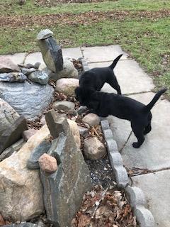 Into the garden of rocks