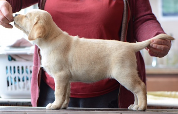 Female- Purple Collar 'Marlow'