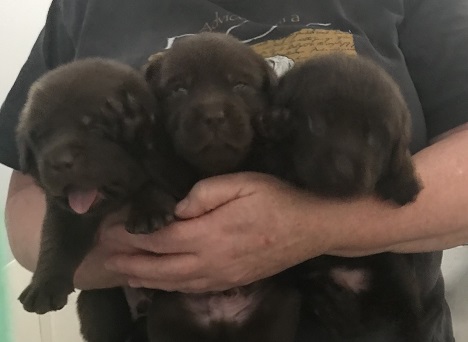 3 Chocolate Boys