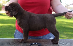 Black Collared Chocolate Male-Henry