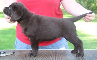 Grey Collared Chocolate Male-Hamish