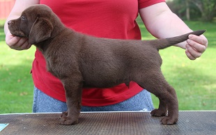 Orange Collared Chocolate Male-Murphy