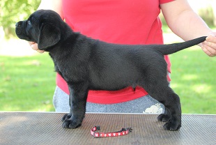 Red Collar Black Male-Murphy