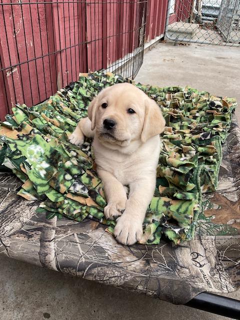 Light Blue Collar Boy