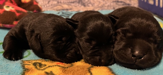 2 Black Girls and their Black Litterbrother