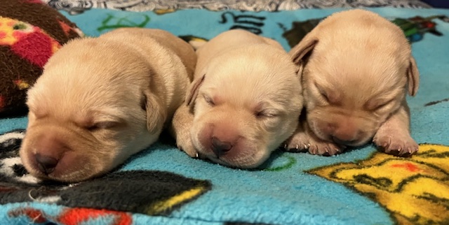 3 Yellow Girls