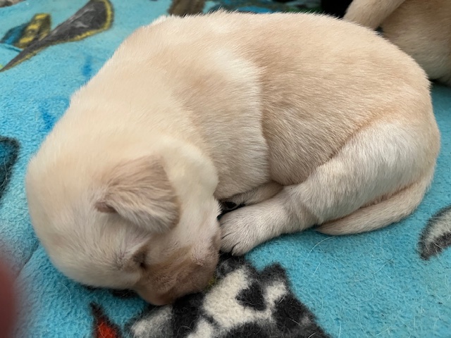 Yellow girl fast asleep