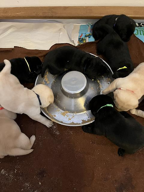 Very keen on the puppy food