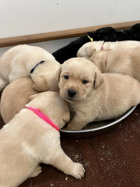 Sitting in your meal dish isn't allowed, sorry!