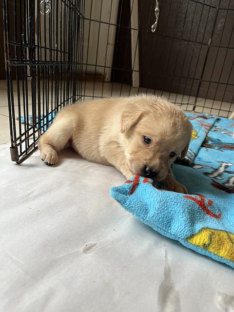 Puppies now have teeth so biting at blanket