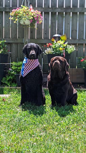 Crew with his 'bestie' Alia the Curly-Coated Retriever