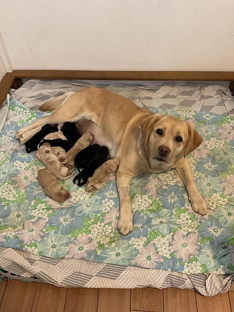 Sarah looking a little more awake this morning, puppies all doing well