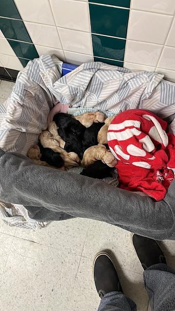 At the vet clinic, right after the csection, 11 puppies!