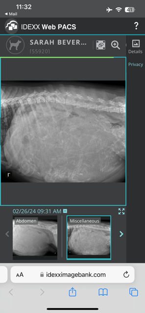 Xray taken 26/2/24-At least 10 puppies onboard